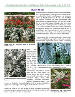 Dusty Miller Dusty Miller Is the Common Name of Several Plants with Grey Or Silver Leaves