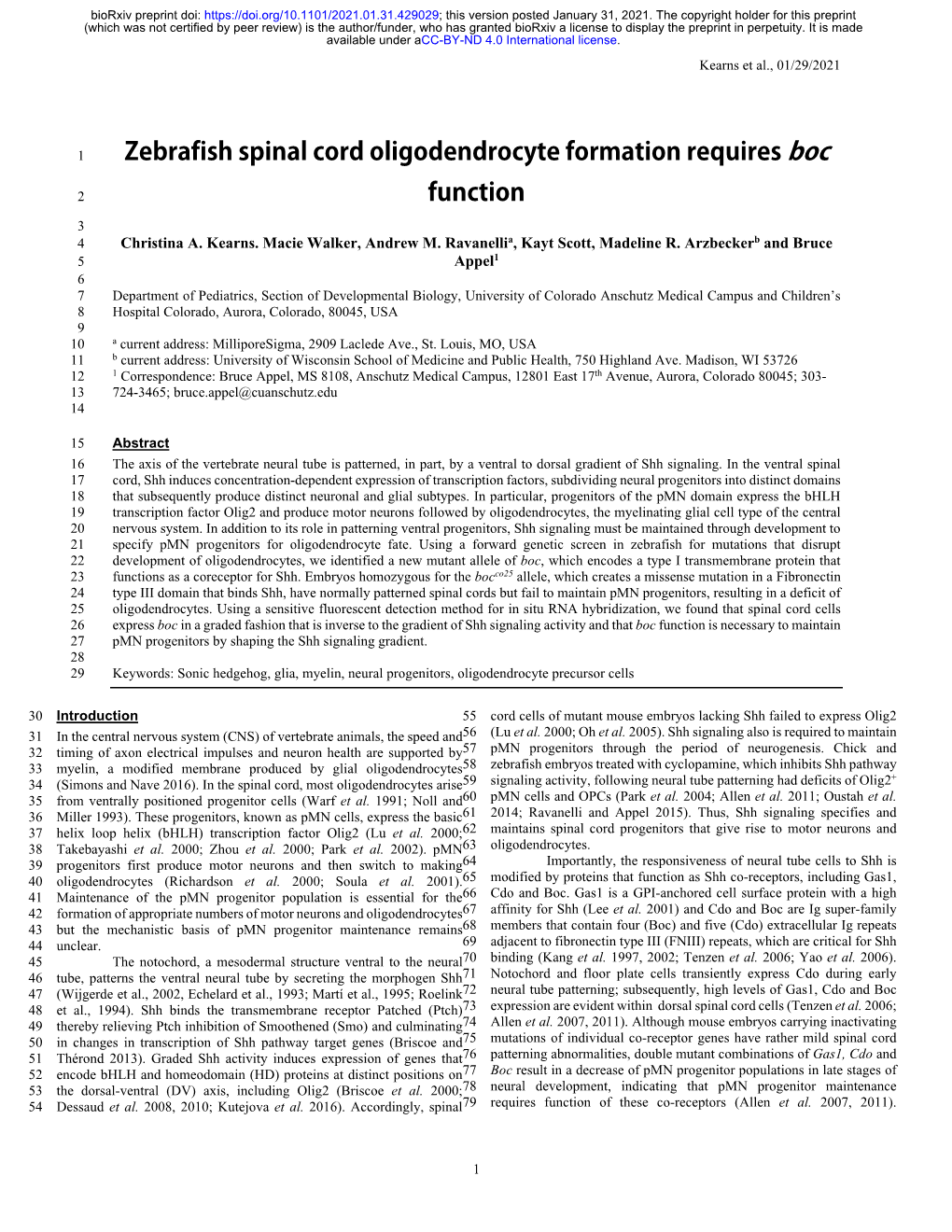 Zebrafish Spinal Cord Oligodendrocyte Formation Requires Boc Function