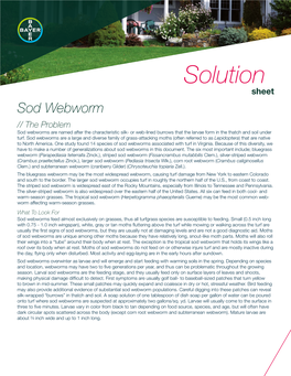 Sod Webworm Lawn Solutions