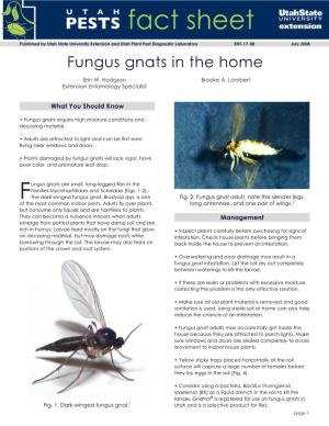 Fungus Gnats in the Home