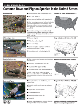 Common Dove and Pigeon Species in the United States