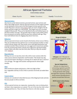 African Spurred Tortoise Centrochelys Sulcata