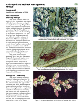 Arthropod and Mollusk Management 4717 APHIDS Hop Aphid Amy J