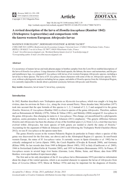 A Revised Description of the Larva of Homilia Leucophaea (Rambur 1842) (Trichoptera: Leptoceridae) and Comparisons with the Known Western European Athripsodes Larvae