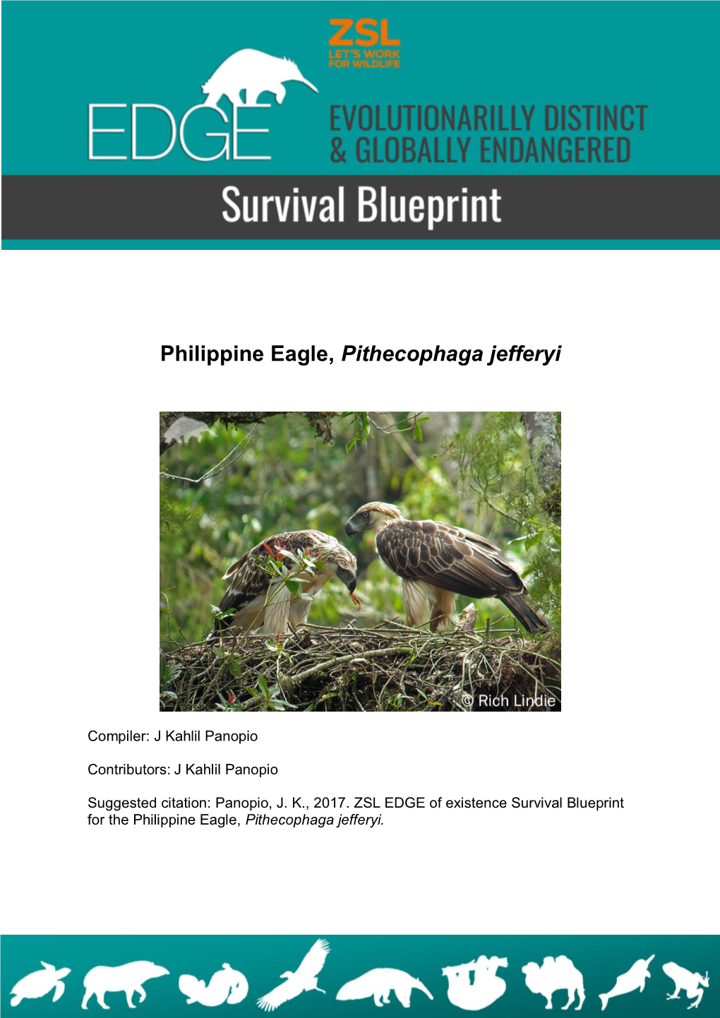 Philippine Eagle, Pithecophaga Jefferyi