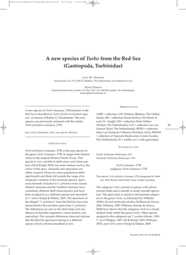 A New Species of Turbo from the Red Sea (Gastropoda, Turbinidae)