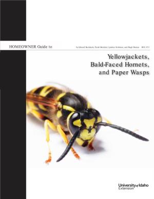 Yellowjackets, Bald-Faced Hornets, and Paper Wasps “