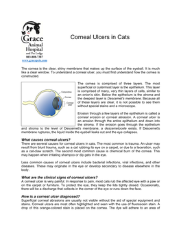 Corneal Ulcers in Cats