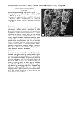 Schizoporella Dunkeri (Reuss, 1848). Tilbrook, Hayward & Gordon, 2001
