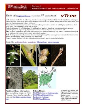 Quercus Velutina Lam