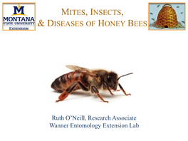 Mites, Insects, & Diseases of Honey Bees