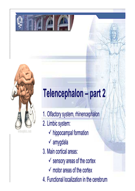Telencephalon 2