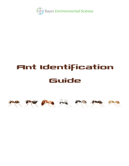 Ant Identification Guide Steps to Successful Ant Elimination