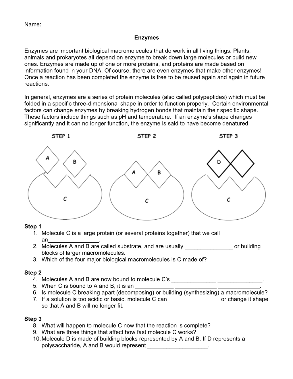 Worksheet: Energy & Enzymes