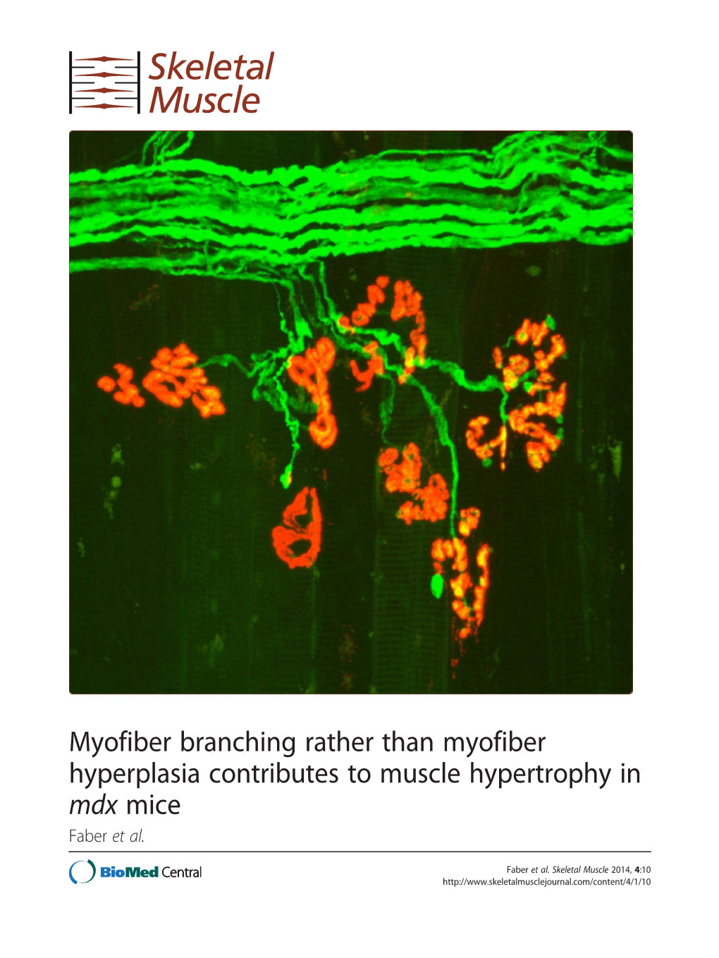 Myofiber Branching Rather Than Myofiber Hyperplasia Contributes to Muscle Hypertrophy in Mdx Mice Faber Et Al