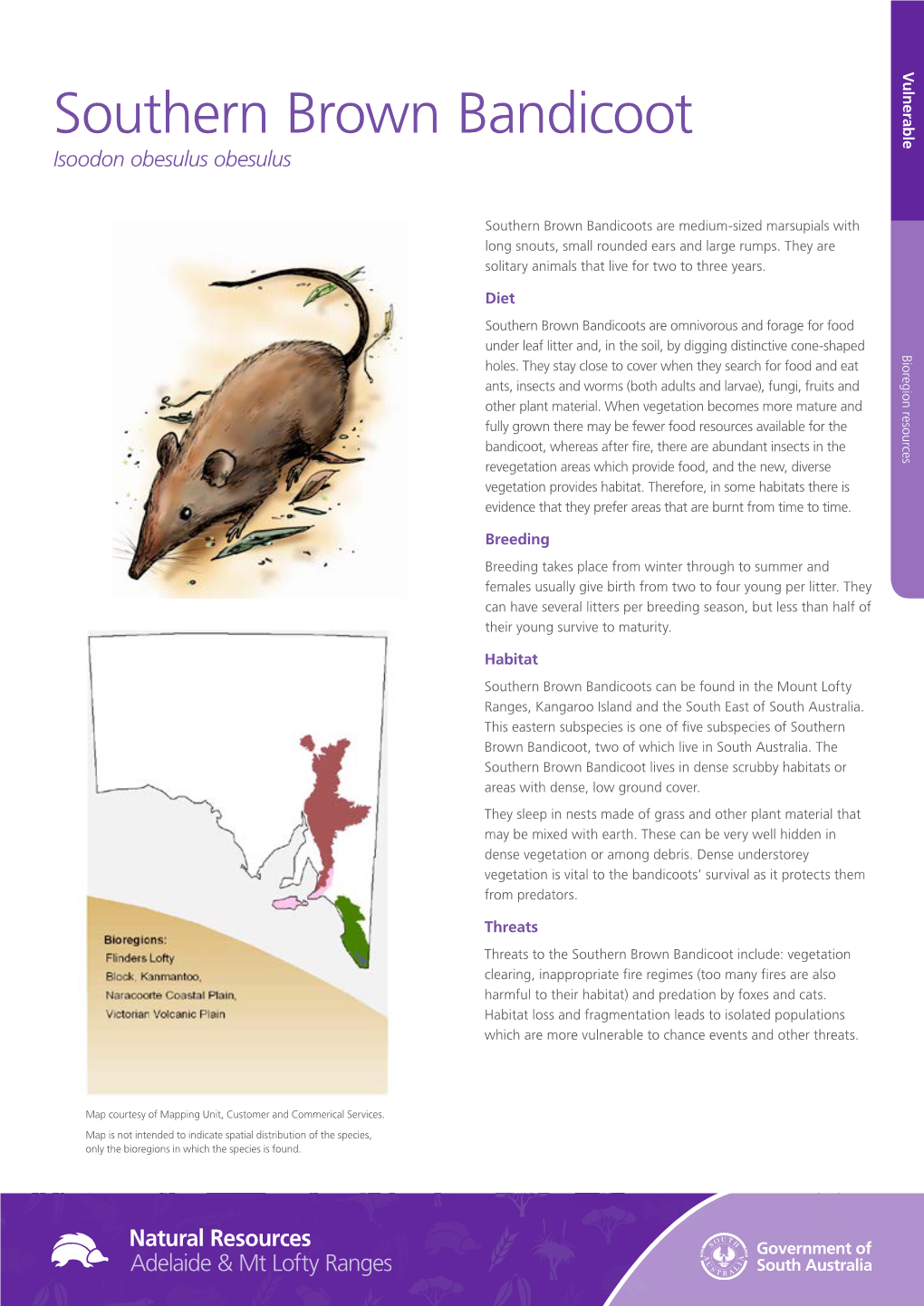 Southern Brown Bandicoot Isoodon Obesulus Obesulus