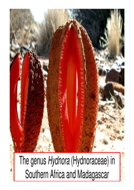 The Genus Hydnora (Hydnoraceae) in Southern Africa and Madagascar Lytton John Musselman Jay F