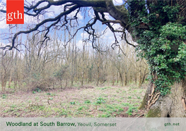 Woodland at South Barrow, Yeovil, Somerset