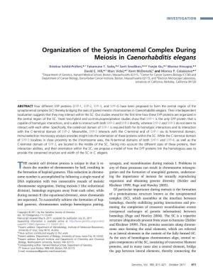 Organization of the Synaptonemal Complex During Meiosis in Caenorhabditis Elegans
