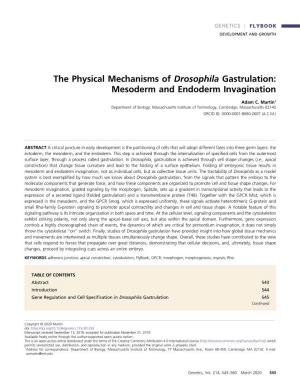 The Physical Mechanisms of Drosophila Gastrulation: Mesoderm and Endoderm Invagination