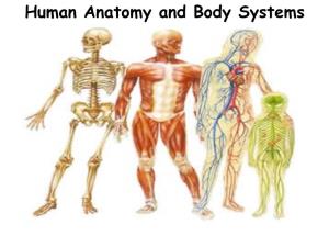 Human Anatomy and Body Systems Levels of Organization