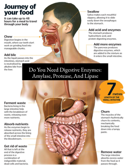 Why You Need Digestive Enzymes