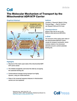 The Molecular Mechanism of Transport by the Mitochondrial ADP/ATP Carrier