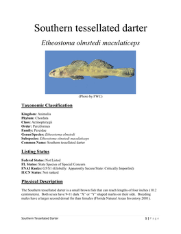 Southern Tessellated Darter