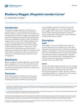 Blueberry Maggot, Rhagoletis Mendax Curran1 G