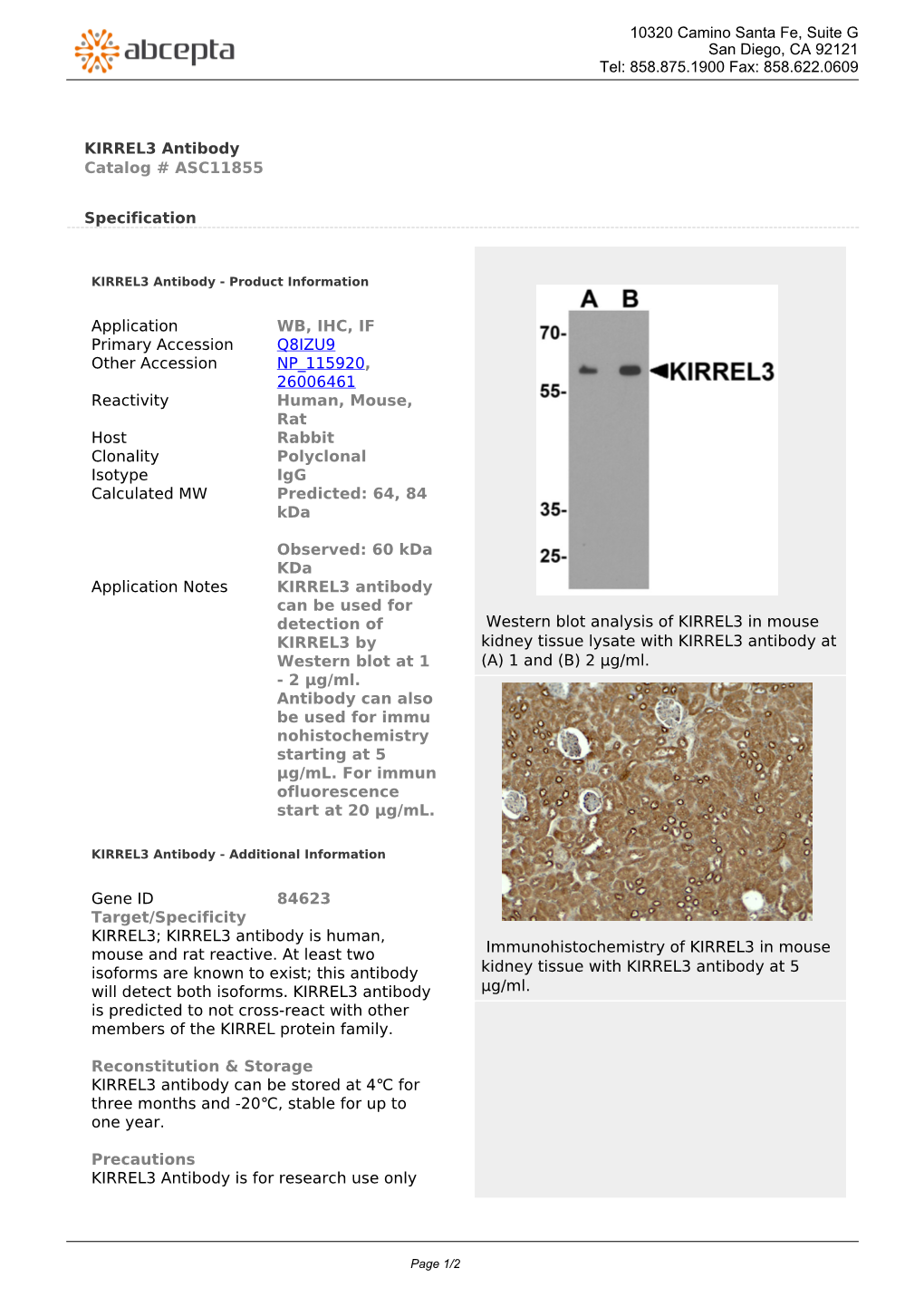 KIRREL3 Antibody Catalog # ASC11855