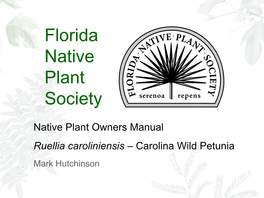 Ruellia Caroliniensis – Carolina Wild Petunia Mark Hutchinson
