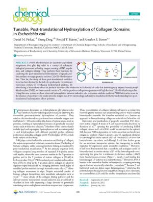 Tunable, Post-Translational Hydroxylation of Collagen Domains in Escherichia Coli † § † § ‡ † Daniel M