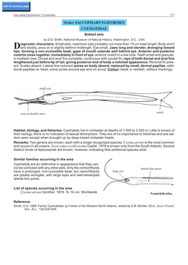 Order SACCOPHARYNGIFORMES CYEMATIDAE Bobtail Eels by D.G