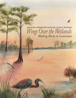 Wading Birds in Louisiana