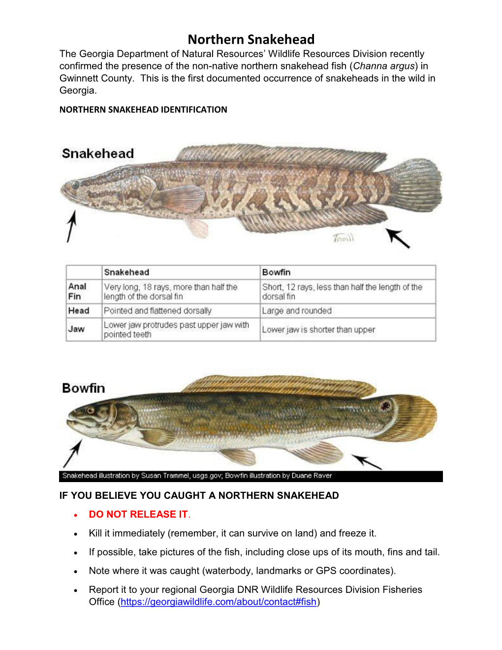 Northern Snakehead