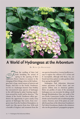 A World of Hydrangeas at the Arboretum