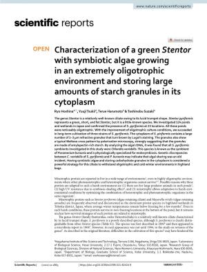 Characterization of a Green Stentor with Symbiotic Algae Growing in An