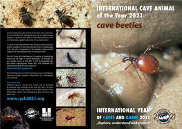Cave Beetles