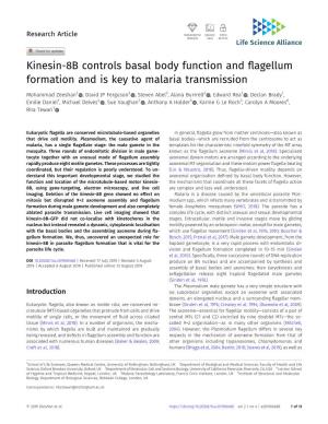 Kinesin-8B Controls Basal Body Function and Flagellum Formation