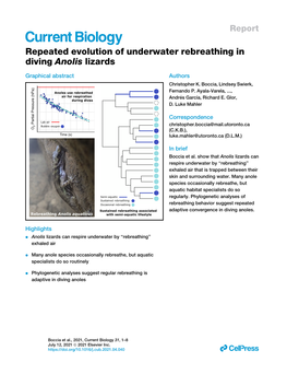 Repeated Evolution of Underwater Rebreathing in Diving Anolis Lizards