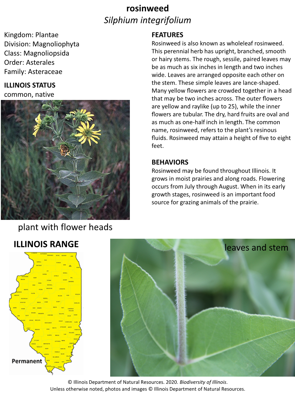 Rosinweed Silphium Integrifolium Kingdom: Plantae FEATURES Division: Magnoliophyta Rosinweed Is Also Known As Wholeleaf Rosinweed