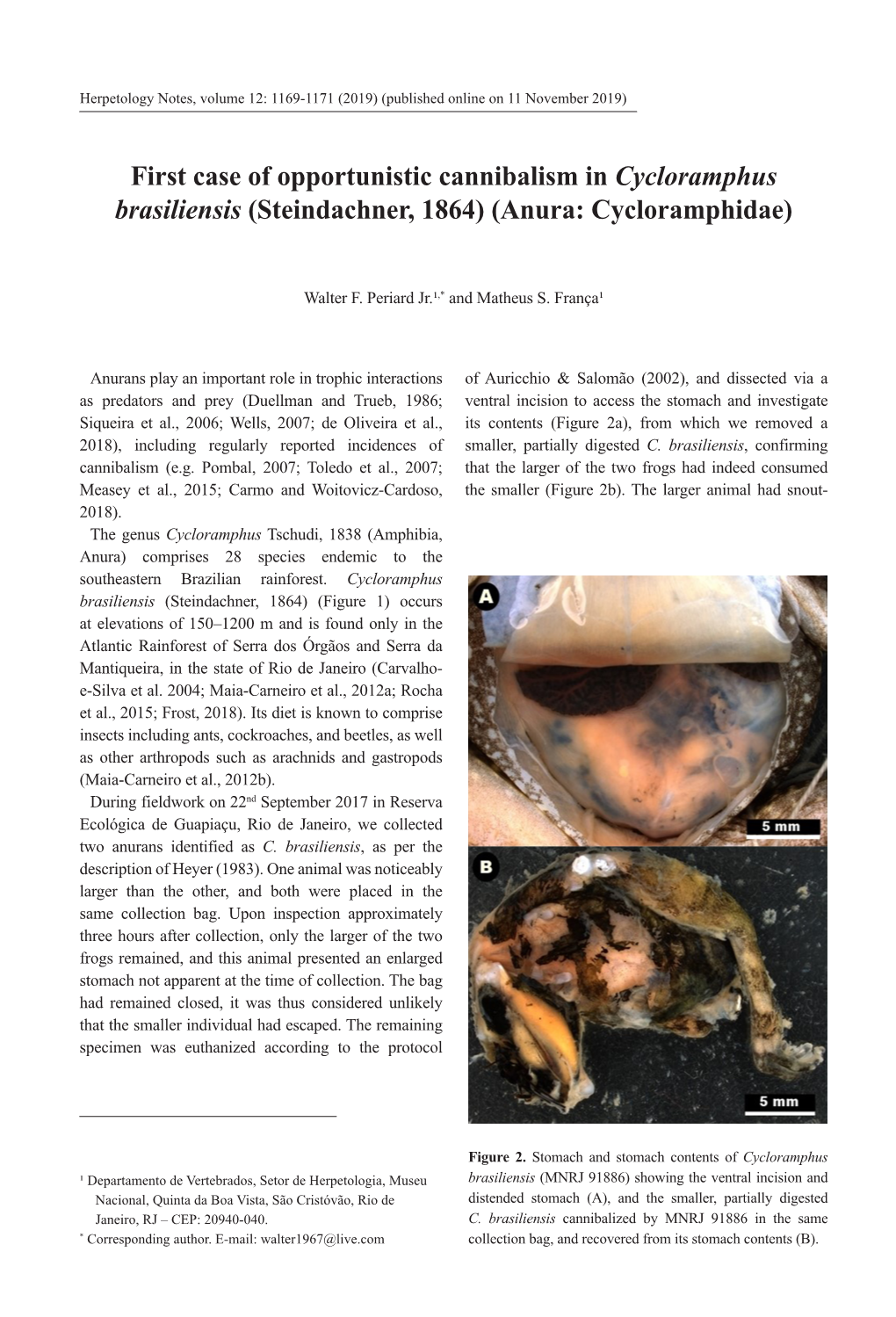 First Case of Opportunistic Cannibalism in Cycloramphus Brasiliensis (Steindachner, 1864) (Anura: Cycloramphidae)