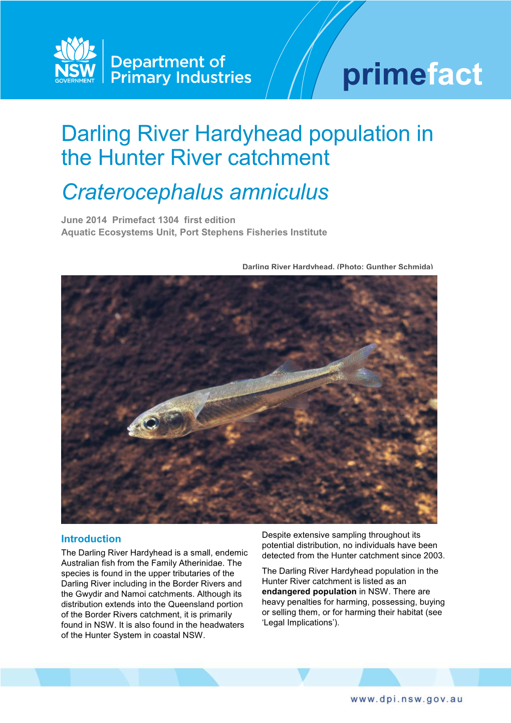 Darling River Hardyhead Population in the Hunter River Catchment Craterocephalus Amniculus