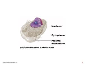 Nucleus Cytoplasm Plasma Membrane (A) Generalized Animal