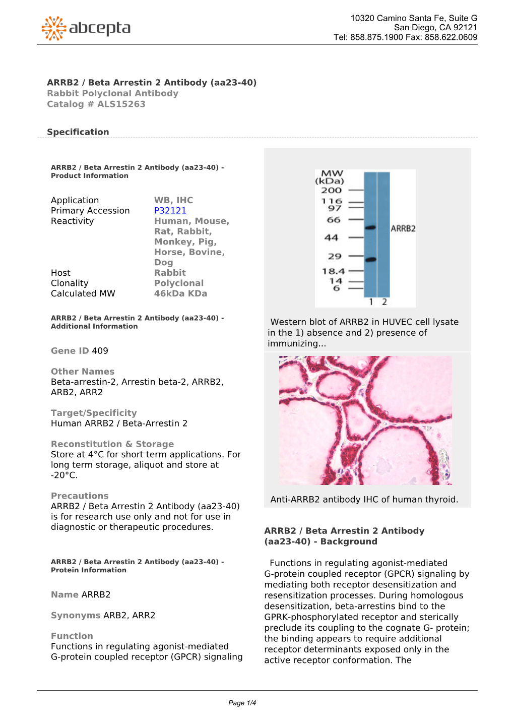 ARRB2 / Beta Arrestin 2 Antibody (Aa23-40) Rabbit Polyclonal Antibody Catalog # ALS15263