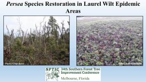 Persea Species Restoration in Laurel Wilt Epidemic Areas