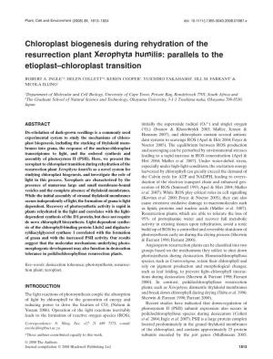 Chloroplast Biogenesis During Rehydration of the Resurrection Plant Xerophyta Humilis: Parallels to the Etioplast–Chloroplast Transition