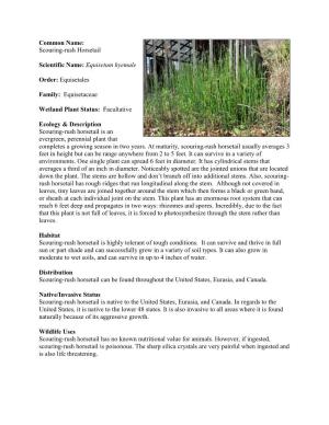 Scouring-Rush Horsetail Scientific Name: Equisetum Hyemale Order