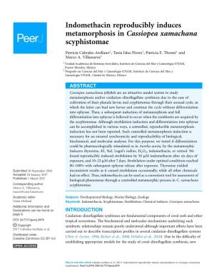 Indomethacin Reproducibly Induces Metamorphosis in Cassiopea Xamachana Scyphistomae