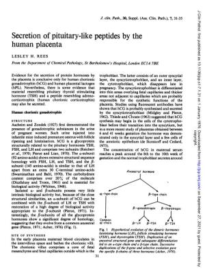 Secretion of Pituitary-Like Peptides by the Human Placenta